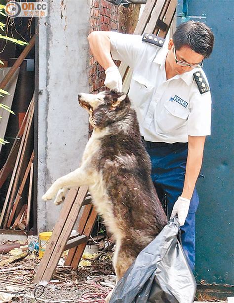 乾方 狗屍體